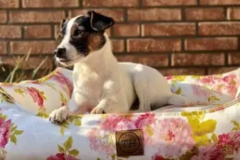 Orthopädisches Hundebett Rosenstolz von Traumhund