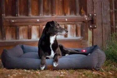 orthopädisches Hundebett Wallis Anthrazit mit Schweizer Flagge