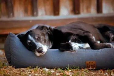 orthopädisches Hundebett Wallis Anthrazit