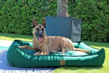 Hundebett Organic 95 Tanne mit Malinois