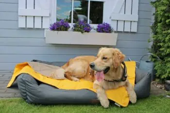 Hundedecke Organic 95 Gelb Schilf auf Hundebett mit Golden Retreiver