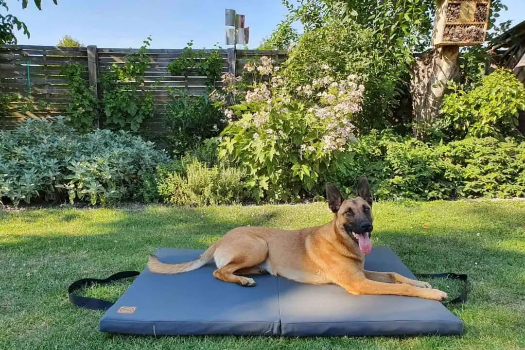 Reise-Klappmatratze Hunting-Green mit Malinois