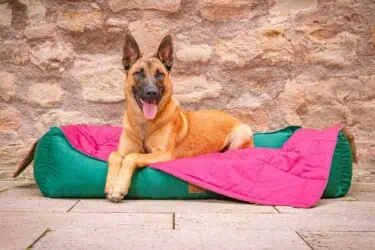 Hundebett Organic-95 in Tanne und Hundedecke Organic-95 in Bordeaux mit Malinois