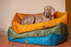 Hundebett Vintage-Samt Farbübersicht mit Weimaraner