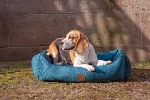 Hundebett Vintage-Samt in Royal-Blau mit Beagle