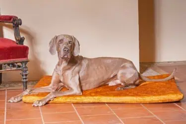 Hundematte Vintage-Samt in Gold mit Weimaraner