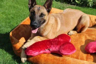 Kopfkissen für Vierbeiner - Traumhund® Pillow Farbübersicht
