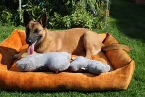 Kopfkissen für Vierbeiner - Traumhund® Pillow Silbergrau mit Malinois