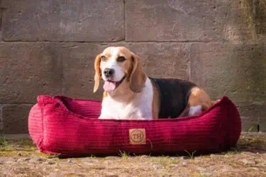 Hundebett Boheme Farbübersicht mit Beagle