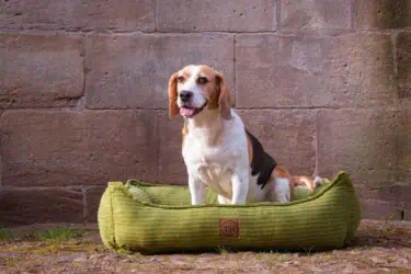 Hundebett Boheme Farbübersicht mit Beagle