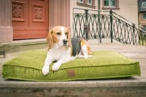 Hundekissen Boheme in Grasgrün mit Beagle