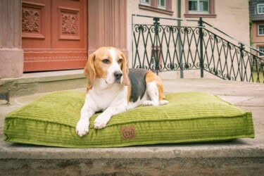 Hundekissen Boheme in Grasgrün freigestellt