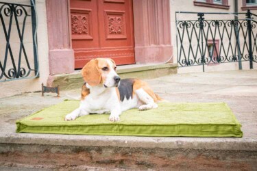 Hundematte Boheme in Grasgrün freigestellt