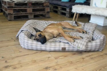 Hundebett mit Hundedecke Adventure Cottage freigestellt