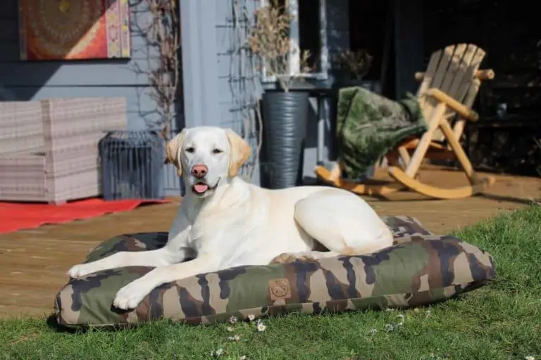 Inyahome Wasserdicht Hund Decke Abdeckung Wasser-Beständig