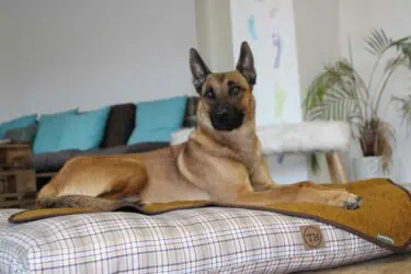 Hundekissen Adventure Cottage und Lodendecke Curry Malinois