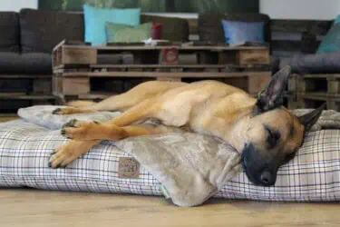 Hundekissen Adventure Cottage und Protectdecke mit Malinois