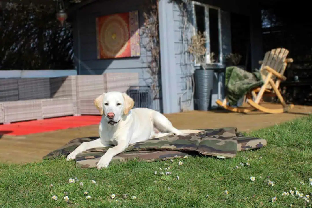 Hundematte und Hundedecke Adventure Camouflage mit Golden Retriever auf Rasen