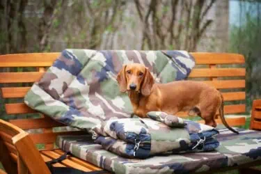 Hundematte und Hundedecke Adventure Camouflage mit Golden Retriever auf Rasen