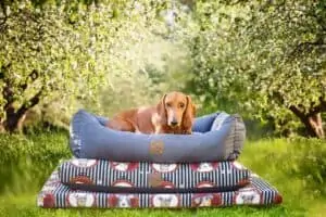 Lucky Dogs Kollektion mit Dackel auf Hundebett, Hundekissen und Hundematte