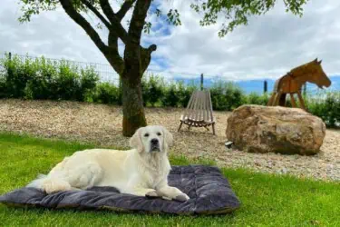 Hundedecke Adventure Kuschel in Anthrazit mit Golden Retriever