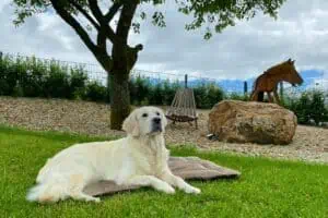 Hundedecke Adventure Kuschel in Taupe mit Golden Retriever