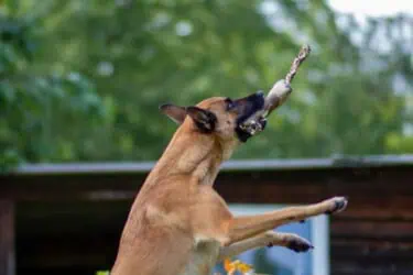 Hundespielzeug Kordelknochen Adventure mit Malinois