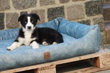 Hundebett Vintage Samt in Grau Blau mit Luna