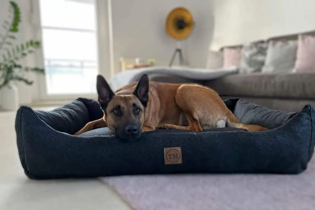 Hundebett Tirol mit Malinois liegend