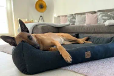 Hundebett Tirol mit Malinois auf der Seite liegend