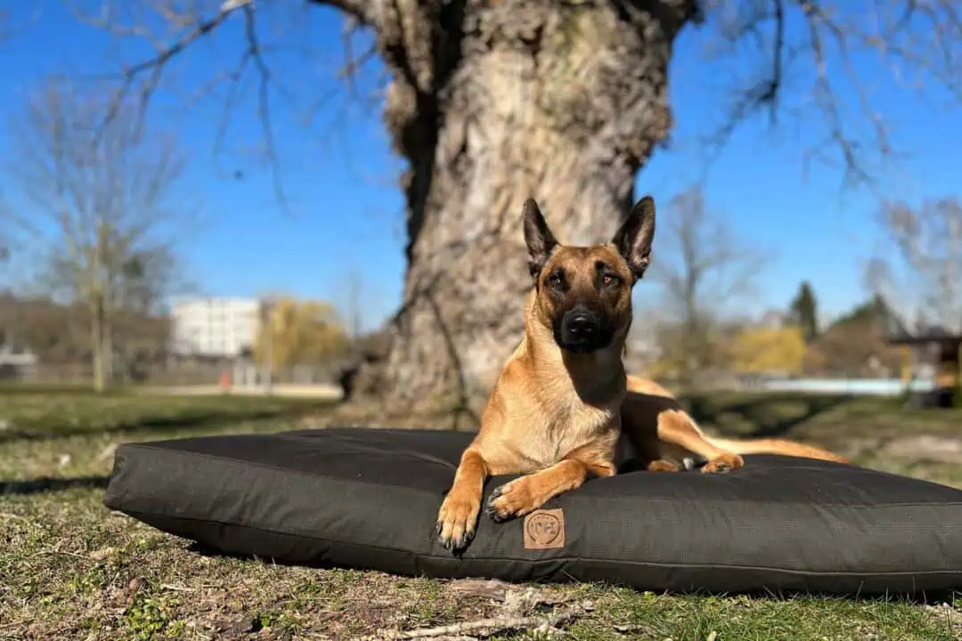 Hundekissen Gentleman mit Malinois