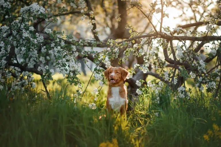 Giftige Pflanzen für Hunde im Frühling